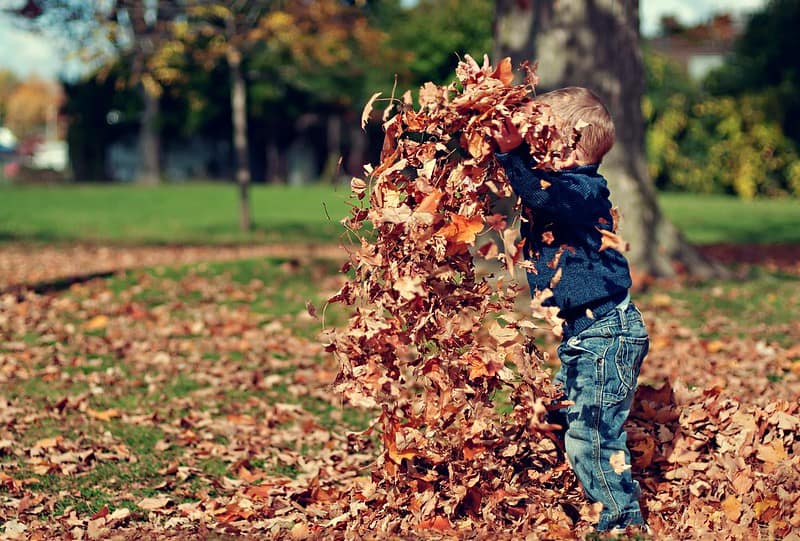 Toddler in the park playing with the autumn leaves.