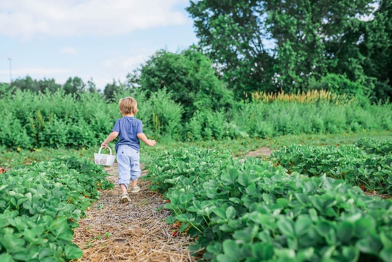 Toddler walking among the plants in the garden holding a basket.