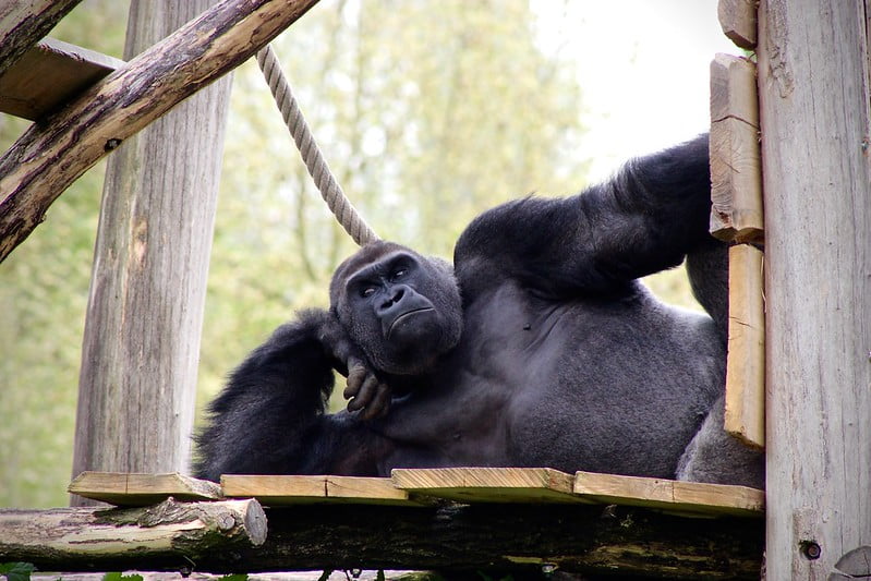 Gorilla lying down on a wooden platform, leaning on its elbow as if posing.