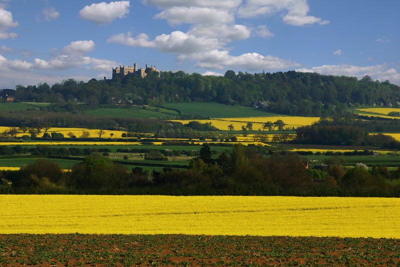 View of Belvoir Castle beyond the rolling yellow fields.