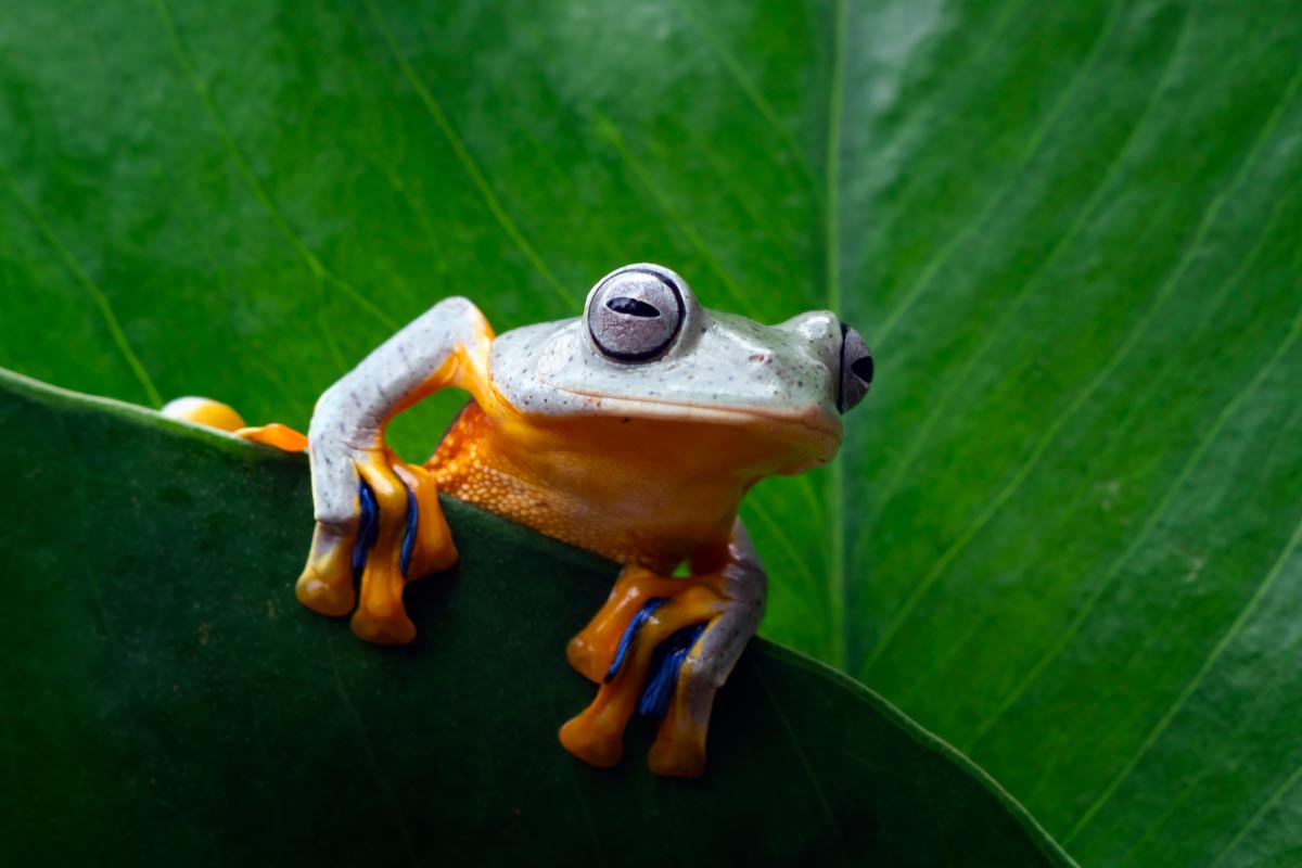 A grey and orange frog sat on a leaf.
