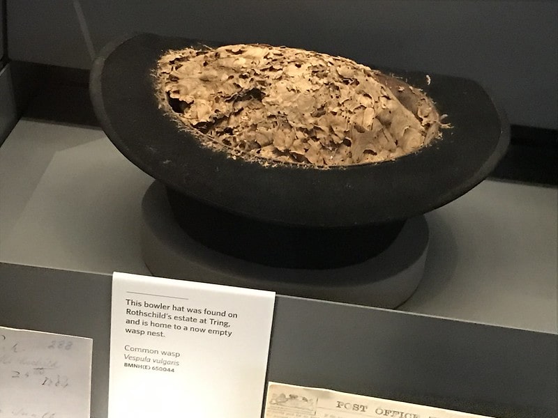A wasp's nest in a gentleman's hat exhibit.