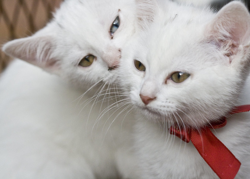 Amuse your loved ones with these adorable and fun white kitten names.
