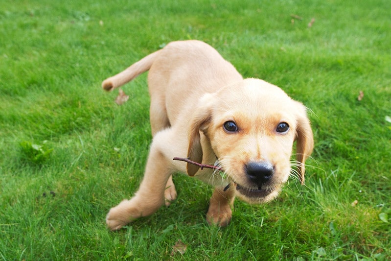 Get a daily dose of luck by naming your pet with a cute Irish name.