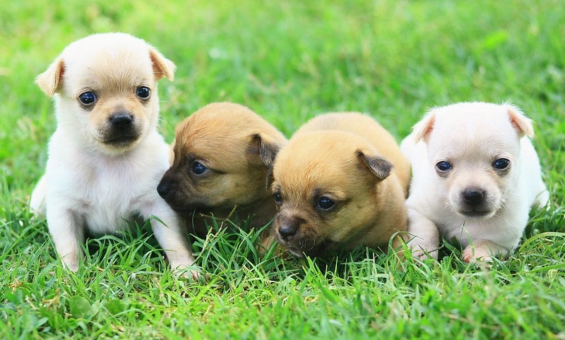 These funny or ironic Irish dog names will surely bring you a smile.