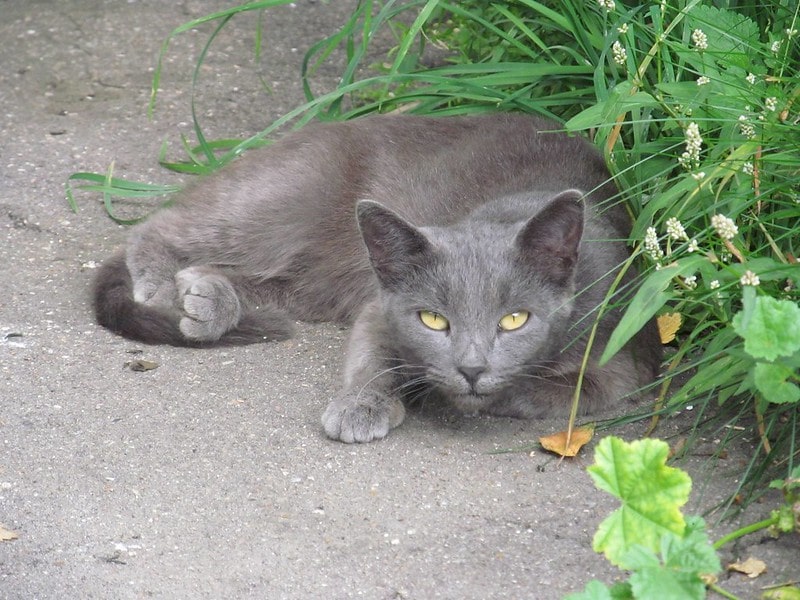 Grey cat name in another language is cute.
