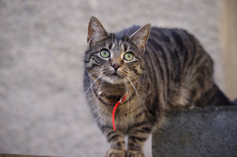 This cute tabby with red collar is adorably gazing upwards.