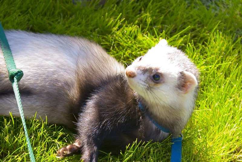 This mix-colored adorable ferret is enjoying his morning sun-bath.