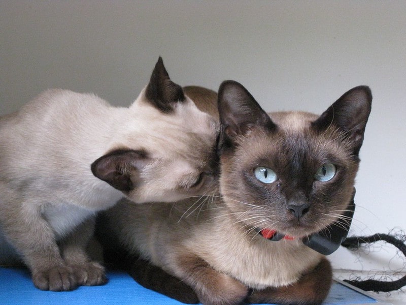 Adorable Siamese cat couple.