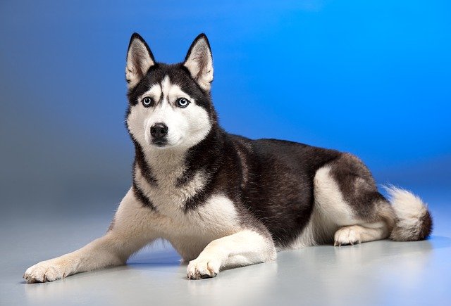 Adult Husky striking a fierce pose.