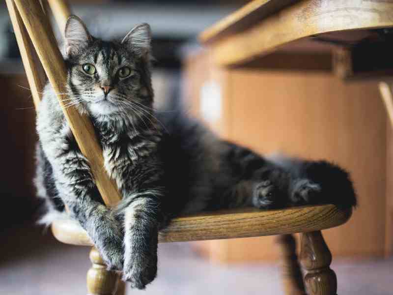 Many movies have wonderful nerdy cat names for your cat.