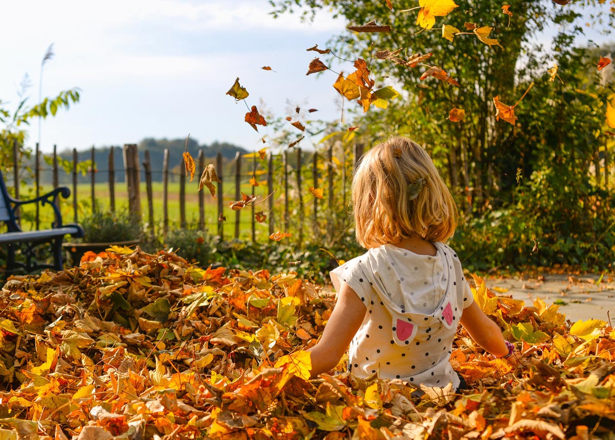 Leaves play an important function through photosynthesis.