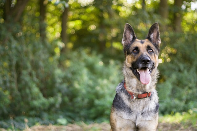 There are many adorable female German dog names which will make your dog stand out.