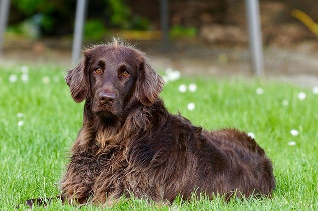 Meaningful German dog names bring a new personality to your dog.