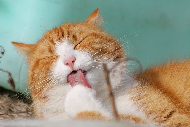 (You can give a kawaii name to your cat to add a sweet touch from a culture very popular in Japan.