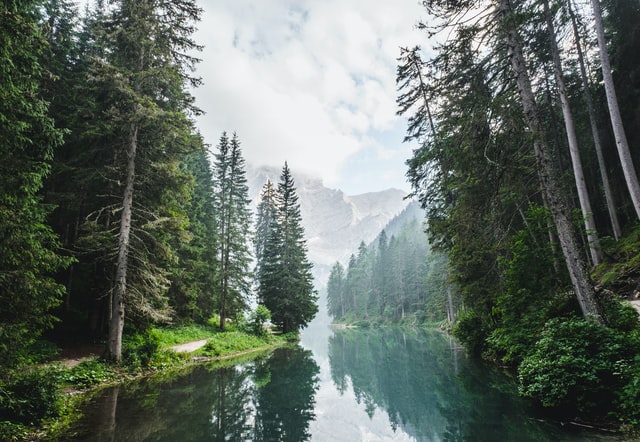 (Forest names are popular in different cultures and origins.