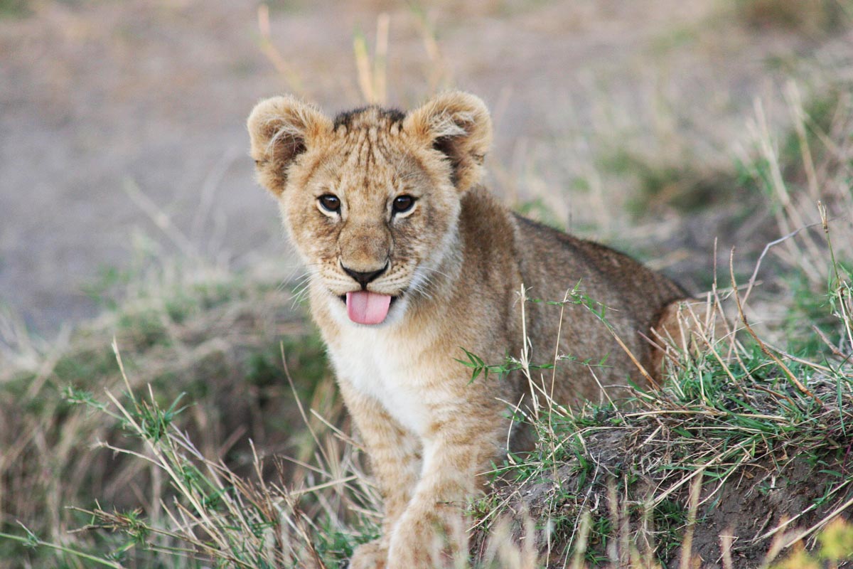 What do we call Simba’s dad when he forgets to shave - Moustacha!