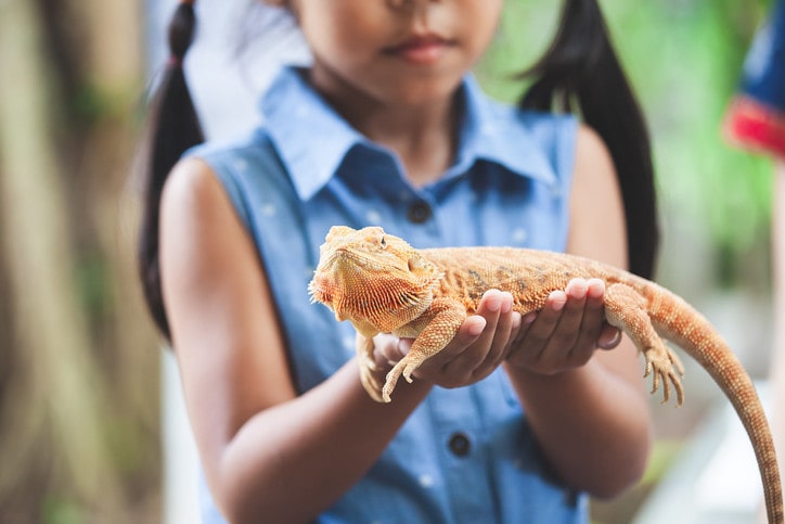 (Lizards like geckos and bearded dragons are unique pets which should have unique names.