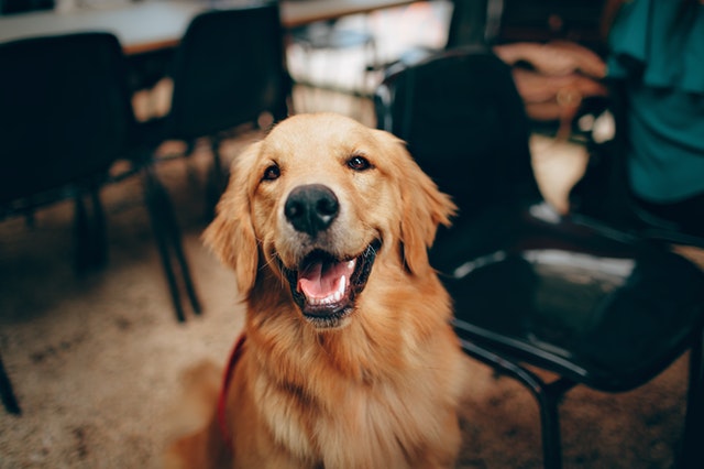 Dogs are great pets and companions and deserve a name that honors them.