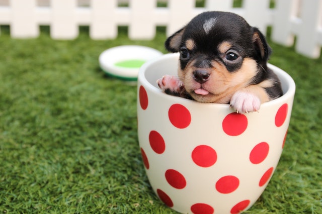 Chinese pet names can be a very good choice for your pet.