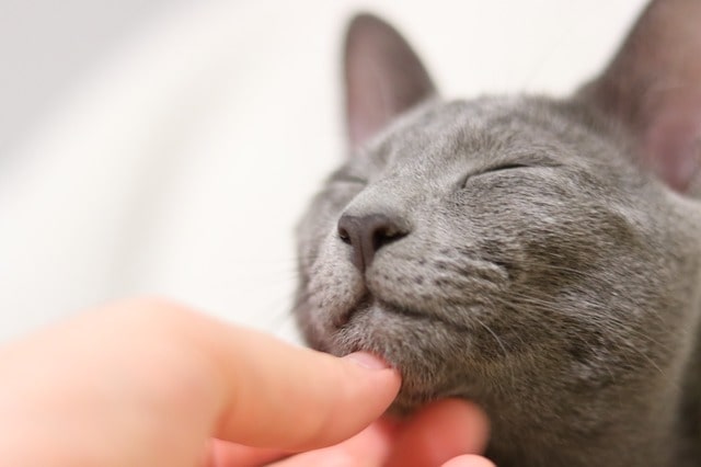 Russian names are rich in history and have soulful meanings, perfectly suited for your little cat.