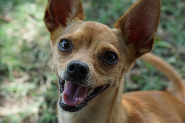 It is a good idea to give Chihuahuas small and fiery names.