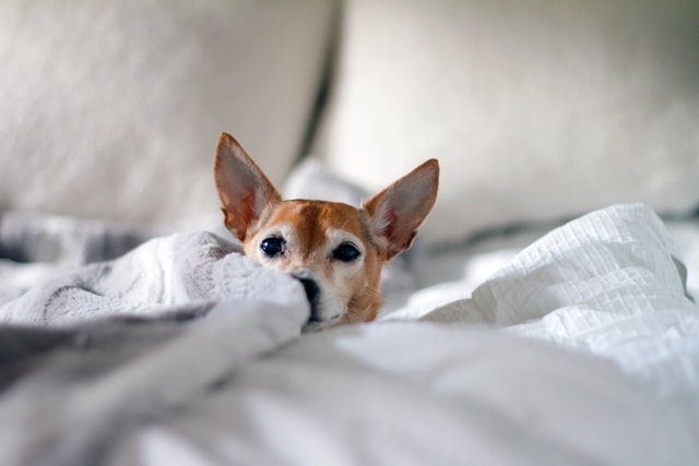 Chihuahuas deserve fierce names to match their personality.