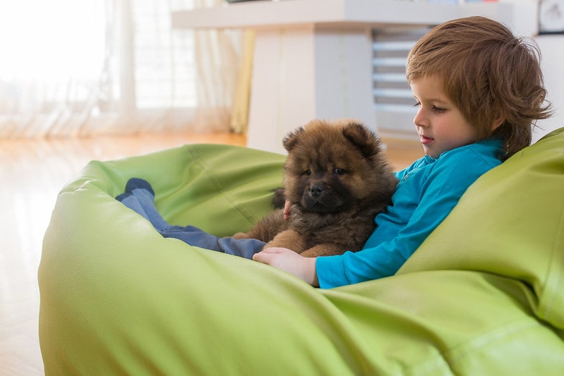 (Cute female brown dogs should get comforting dog names full of love and youth.
