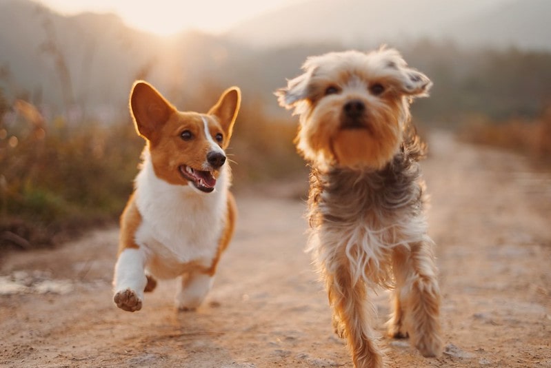 Light brown dogs have a really calming presence in their parent's life.