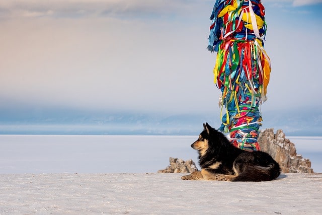 Shamans are believed to have healing abilities.