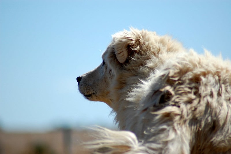 Your furry bundle deserves the best name.