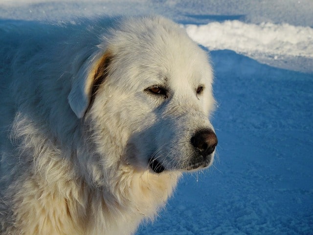 Your gentle giant should have the best name.