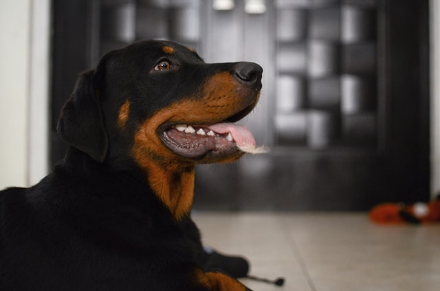Give your female Rottweiler a fitting name.