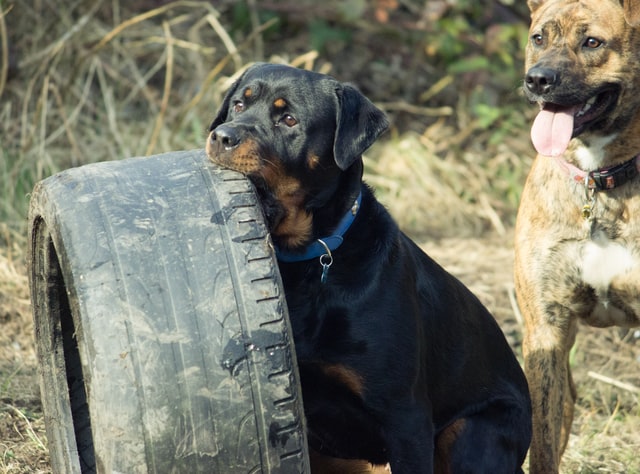 Many people like to choose gender neutral names for pups.