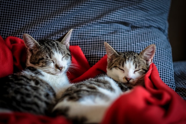 Italian cat names are very popular among cat owners around the world.)