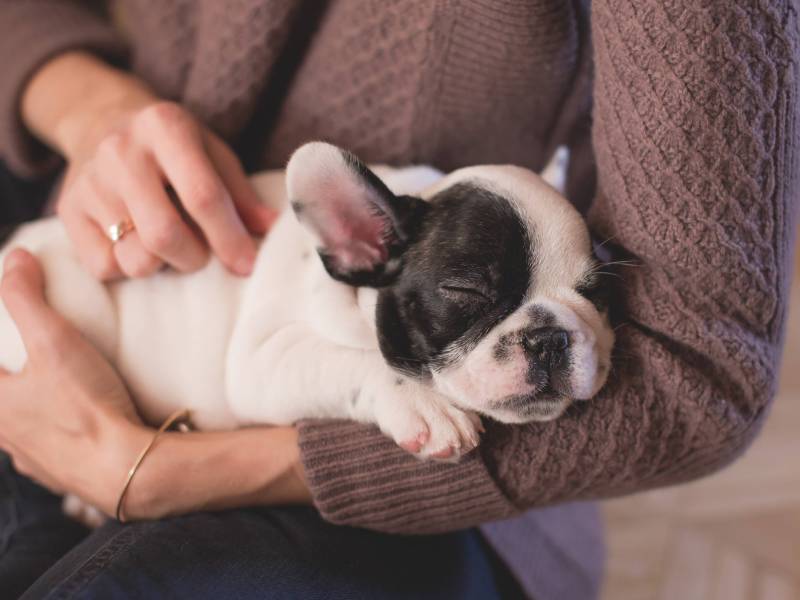 (Anime dog names are a unique way to name your dog.