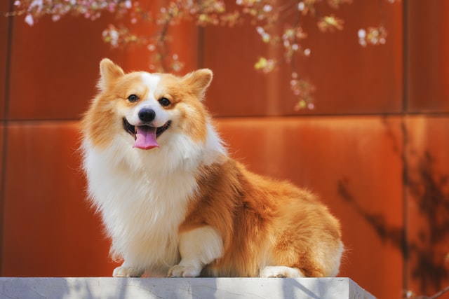 (Red dogs are popular for good reason and deserve a fantastic name.