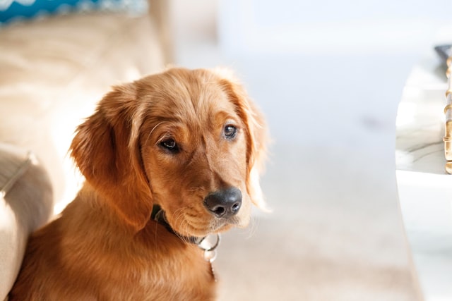 (Giving your dog a thoughtful name can be a sign of your love for him or her.