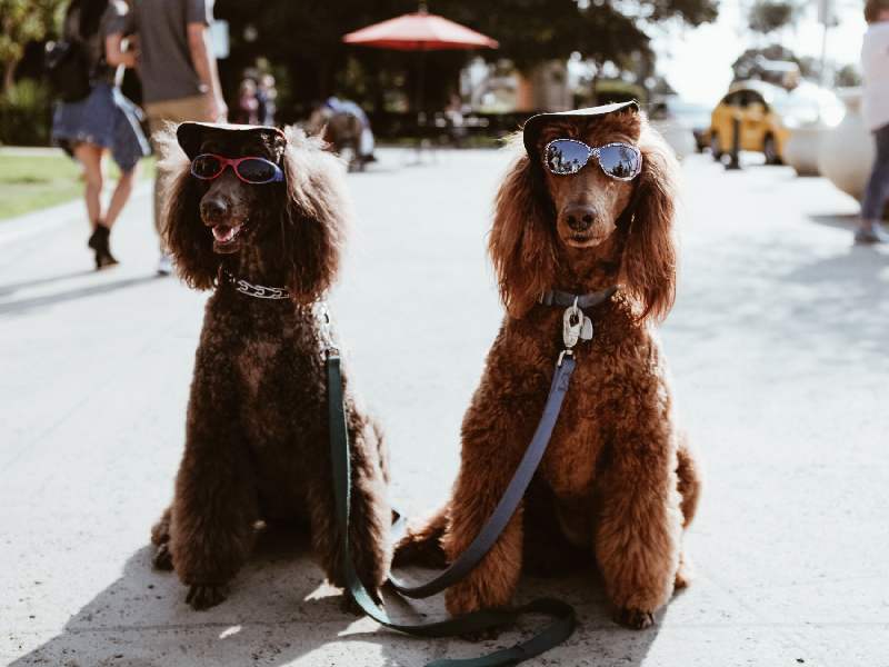 (A name inspired by a famous author can be the paw-fect name for your pooch.