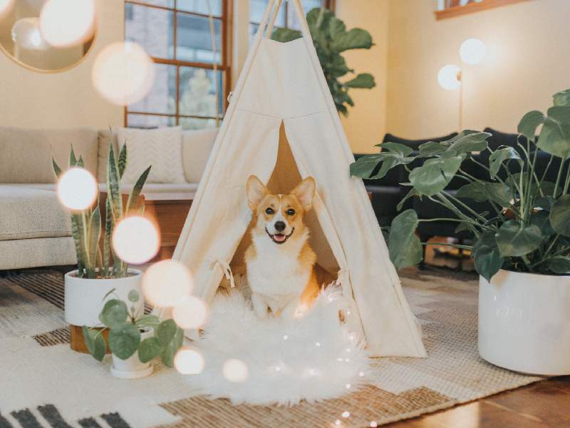 (Take inspiration from your favorite novel to name your dog.