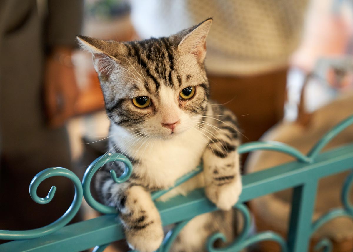 There are many myths about our beloved pet cats too.
