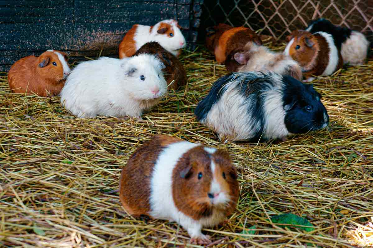 Hamster puns are funny because they use wordplay to make us laugh.