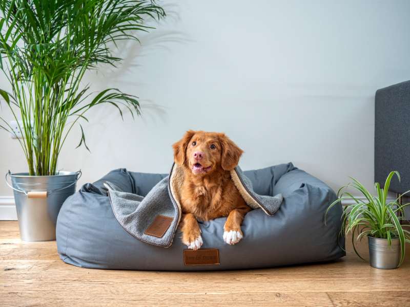 (An Australian dog can have a name derived from local Australian words.