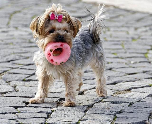(Puppy names inspired by food are a great choice.