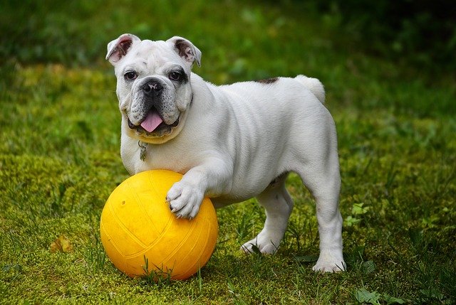 (These names would all suit a dog who is at home in the countryside.