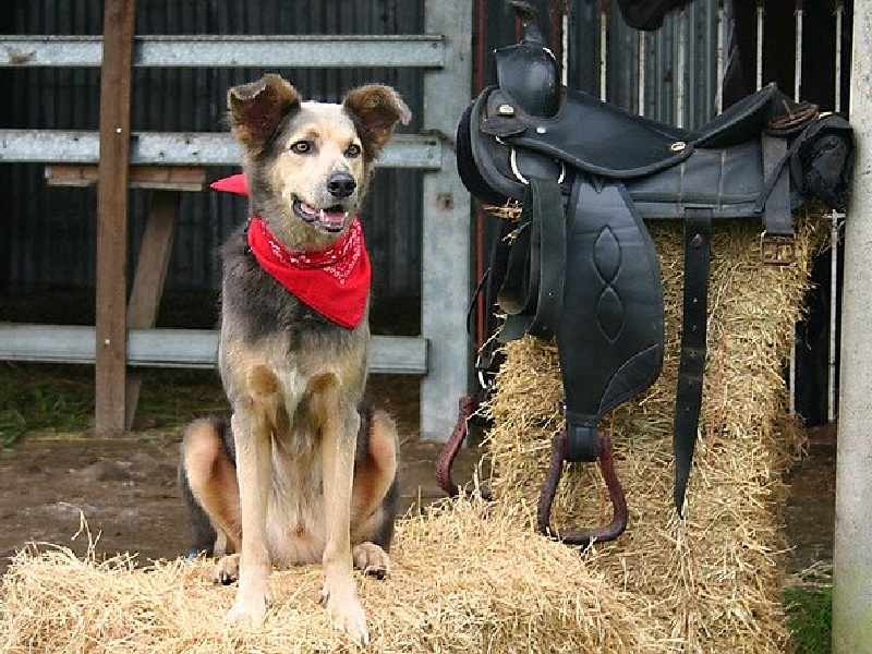 (Country dog names can suit girls and boys.