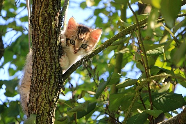 (Greek cat names suit cute kittens.