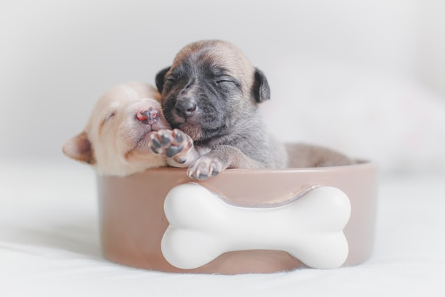 French dog names are best when it comes to naming your puppy.