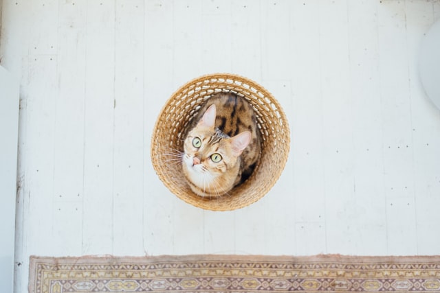 Bengal cat is not just rare but is also very elegantly beautiful.