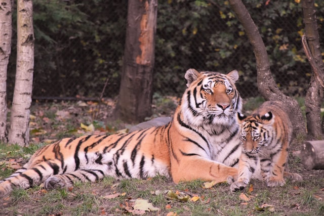 Bengal cats get their name from Bengal tigers.